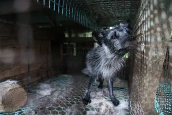 Finland fur farm