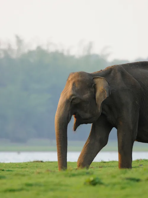 Adult female Asian Elephant on a green island in the Kabini river of Nagarahole Tiger Reserve, India